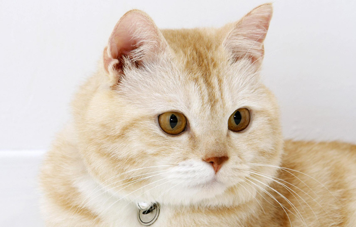研究表明猫咪具有听懂自己名字的能力