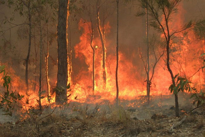 澳洲消防员强化隔离带 山火相关经济及环境成本攀升
