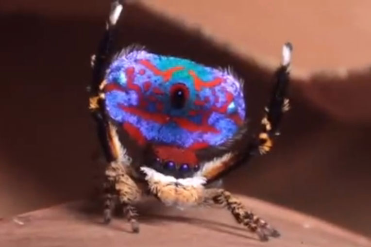 新品种孔雀蜘蛛腹部上的斑斓图案看起来像梵高的《星夜》