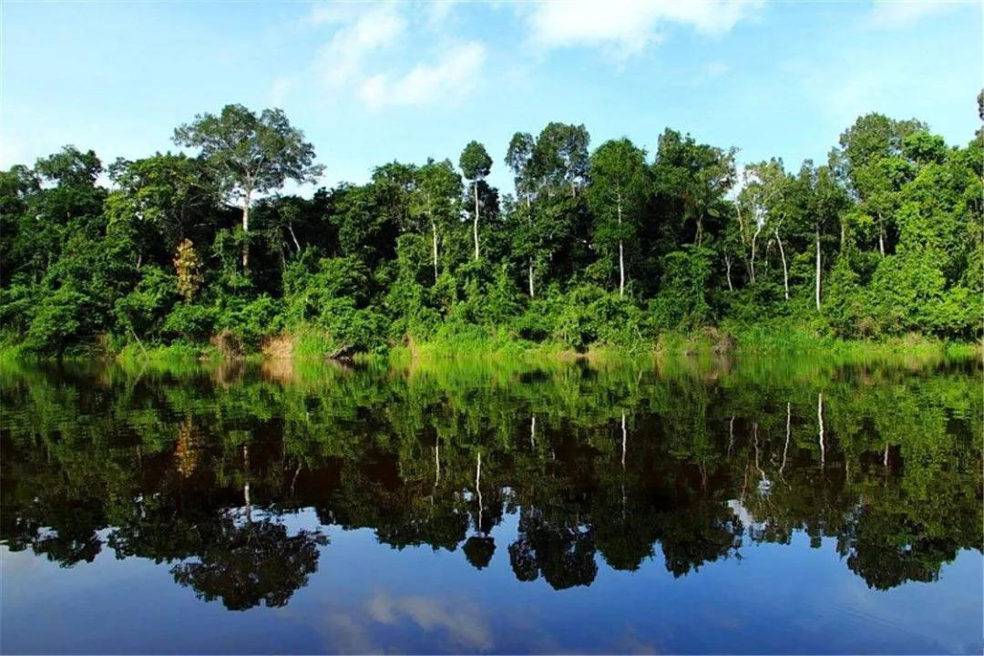 专家称亚马逊雨林是巨大的病毒库 或将是下一次大流行病起源
