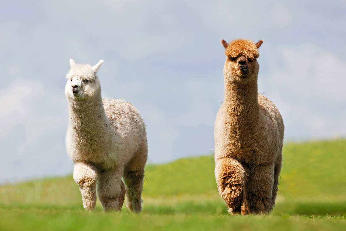 神兽“草泥马”立功 科学家在羊驼中发现抗体可消灭新冠病毒